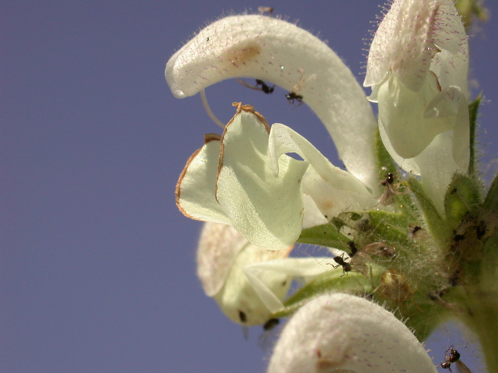 Salvia argentea (quiz)